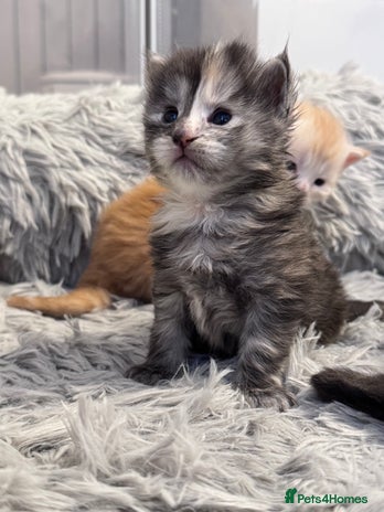 Maine Coon cats 🌟🌟Beautiful Maine Coon kittens 🌟🌟🌟 - Advert 4