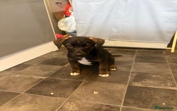 Mixed Breed dogs for sale: PLEASE READ!!! Doberman x American Akita puppies  - Image 11