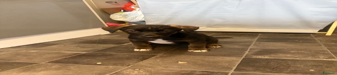 Mixed Breed Puppy 4