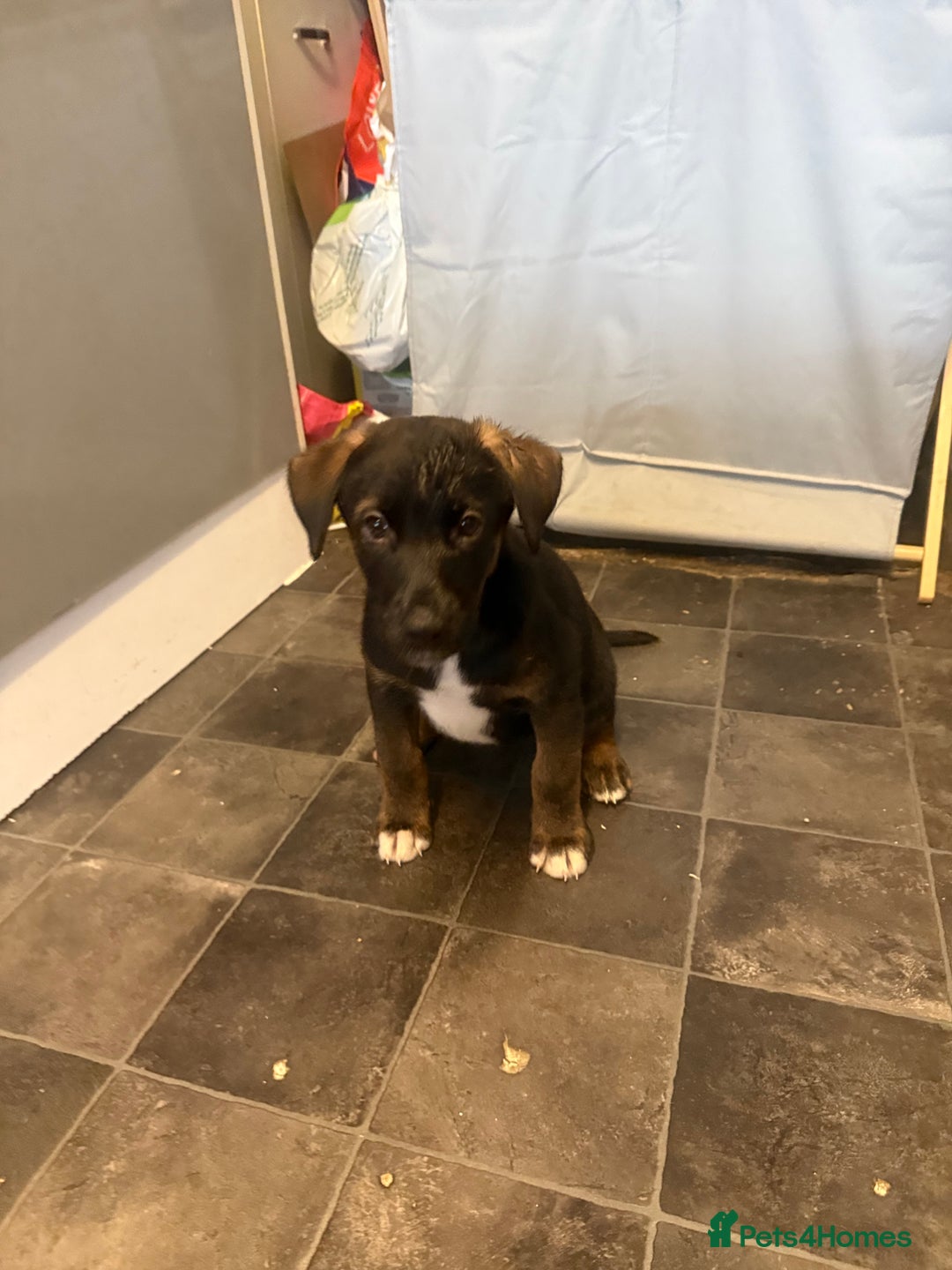 Mixed Breed dogs for sale: PLEASE READ!!! Doberman x American Akita puppies  - Image 11