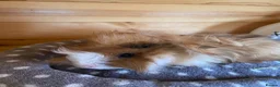Guinea Pig rodents for sale: 2 male guinea pigs available in Retford - Advert 2