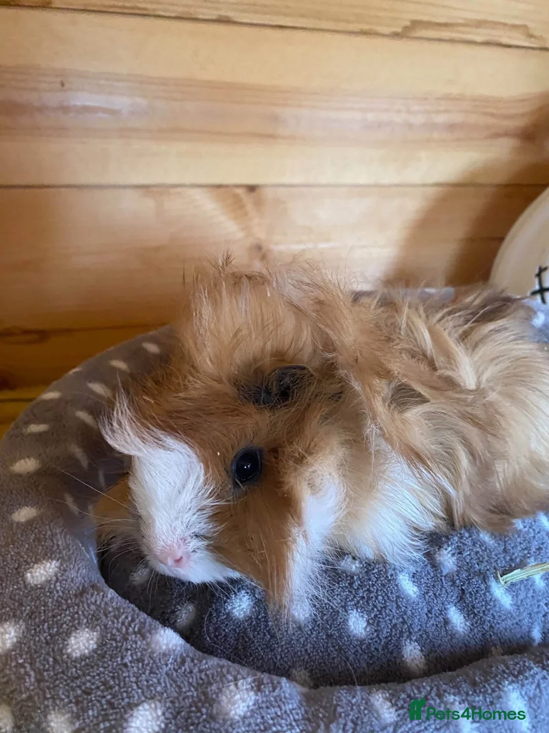 Guinea Pig rodents for sale: 2 male guinea pigs available in Retford - Advert 2