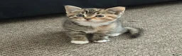 Mixed Breed cats for sale: Beautiful kittens looking for a new home - Advert 29