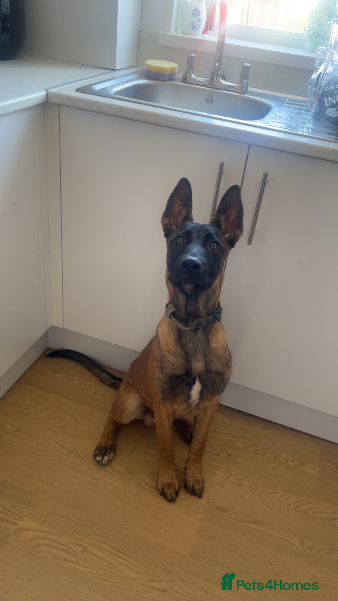 Belgian Shepherd Dog dogs Male Belgian Mali - Advert 3