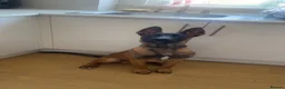 Belgian Shepherd Dog dogs for sale: Male Belgian Mali in Stanley - Advert 1