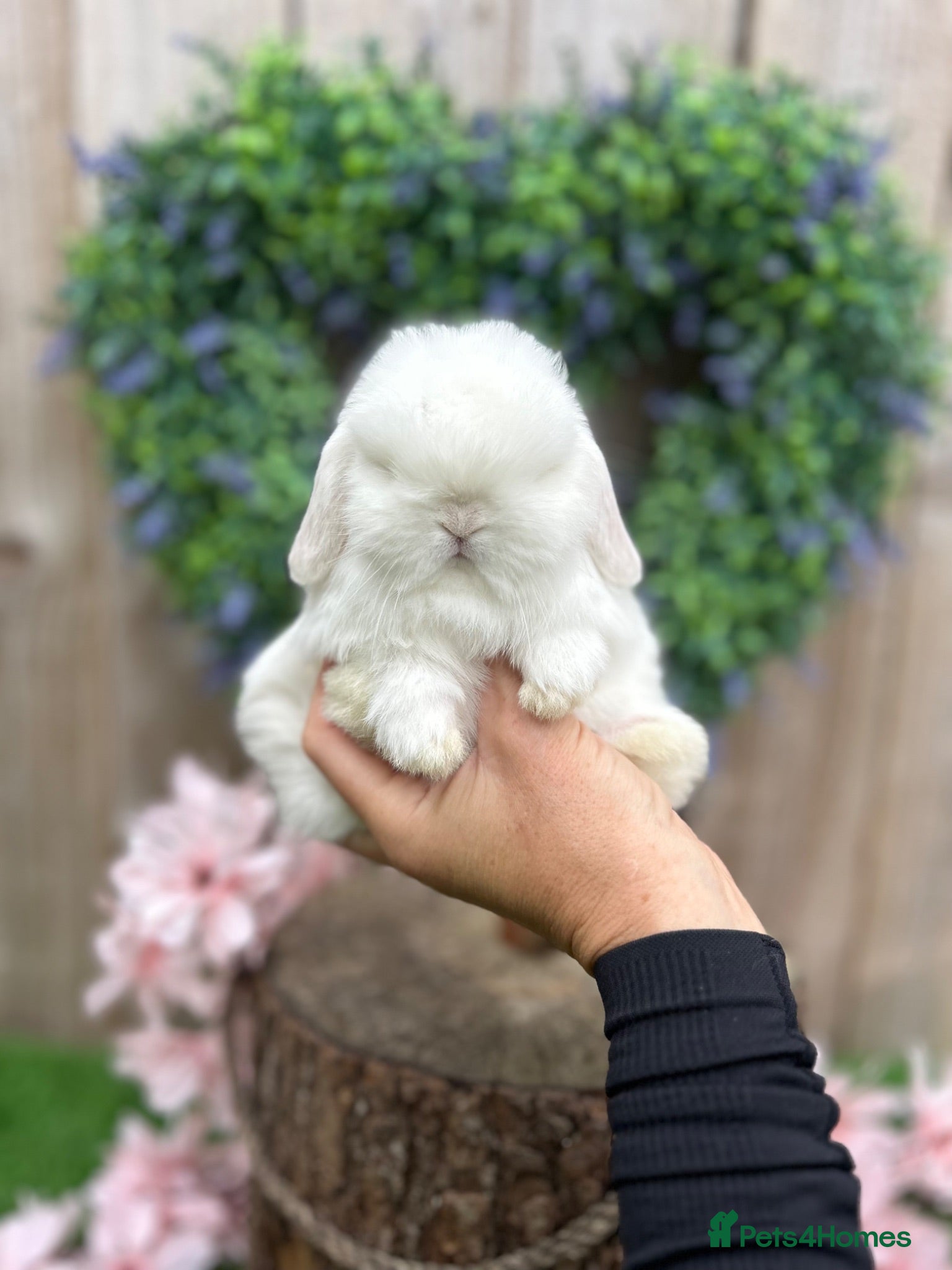 Mini Lop rabbits ⭐ FRIENDLY BABY MINI LOPS ⭐  - Advert 1