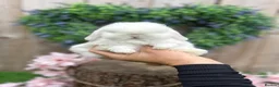 Mini Lop rabbits for sale: ⭐ FRIENDLY BABY MINI LOPS ⭐  - Advert 1