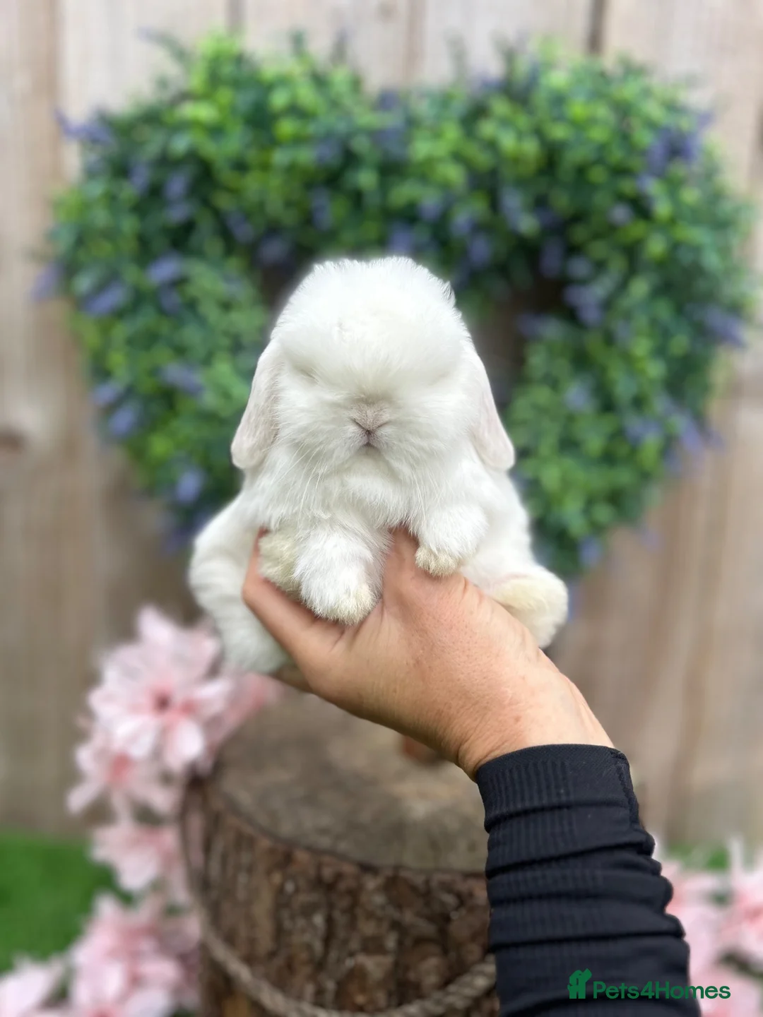 Mini Lop rabbits for sale: ⭐ FRIENDLY BABY MINI LOPS ⭐  - Advert 1