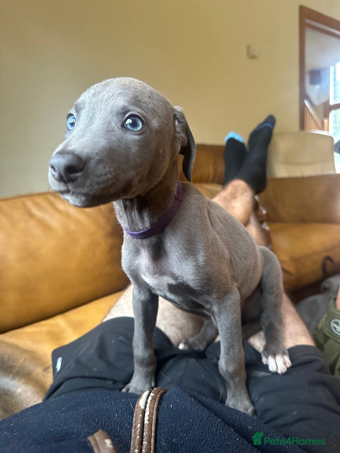 Lurcher dogs for sale: Lurcher pups  - Image 7