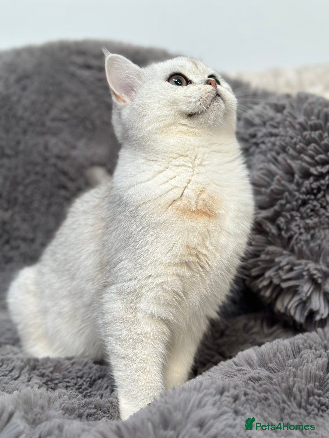 British Shorthair cats for sale: Champions Bloodlines  British and Scottish cats  in Feltham - Image 15