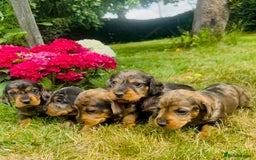Dachshund dogs for stud: KC Reg 0%COI Brilliant Bold Wirehaired Teckel Stud in Sudbury - Image 4