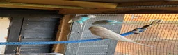 Budgerigars birds for sale: 14 x budgies for sale mixed sexes (£30 each bird)  - Advert 2