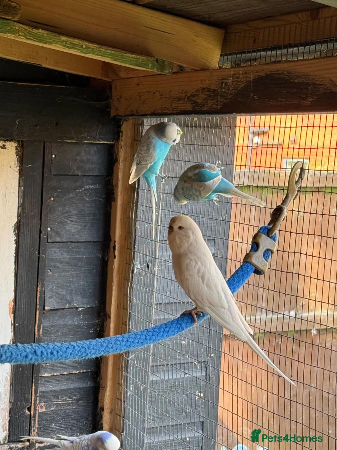 Budgerigars birds for sale: 14 x budgies for sale mixed sexes (£30 each bird)  - Advert 2
