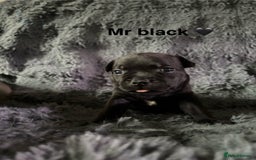 Staffordshire Bull Terrier dogs for sale: Paws Above The Rest  - Image 23