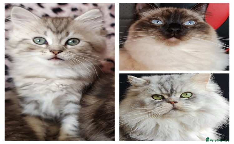 Perdoll cats - Advert 1