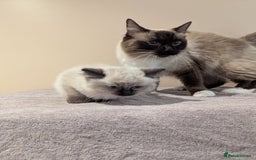Ragdoll cats for sale: Seal Point Ragdoll Kittens - Image 5