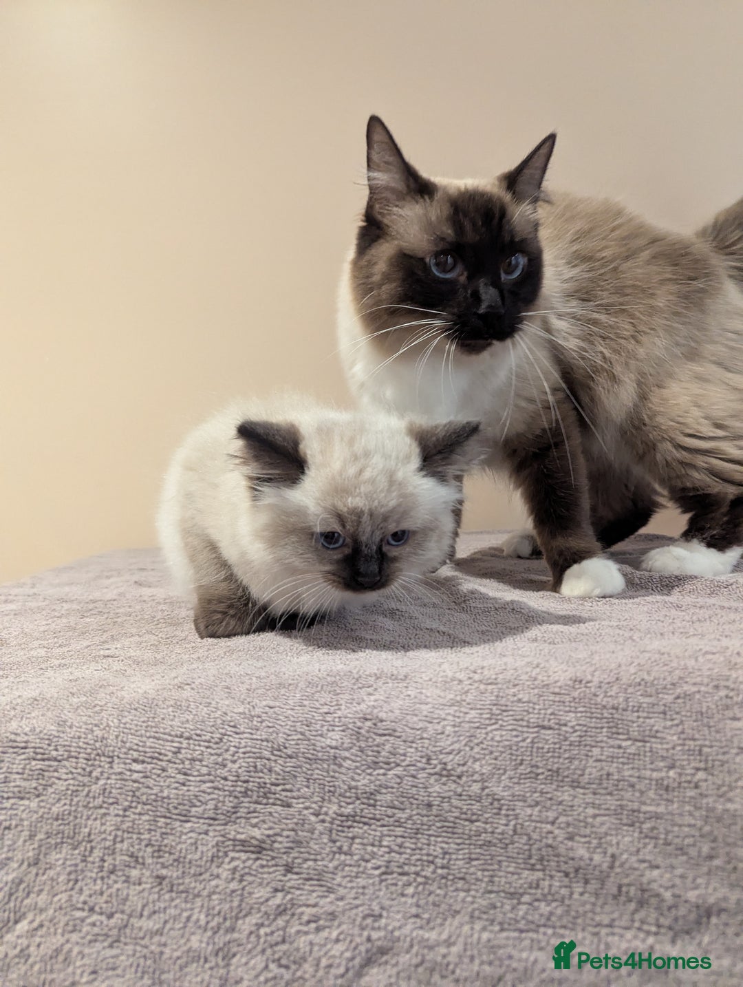 Ragdoll cats for sale: Seal Point Ragdoll Kittens - Image 5