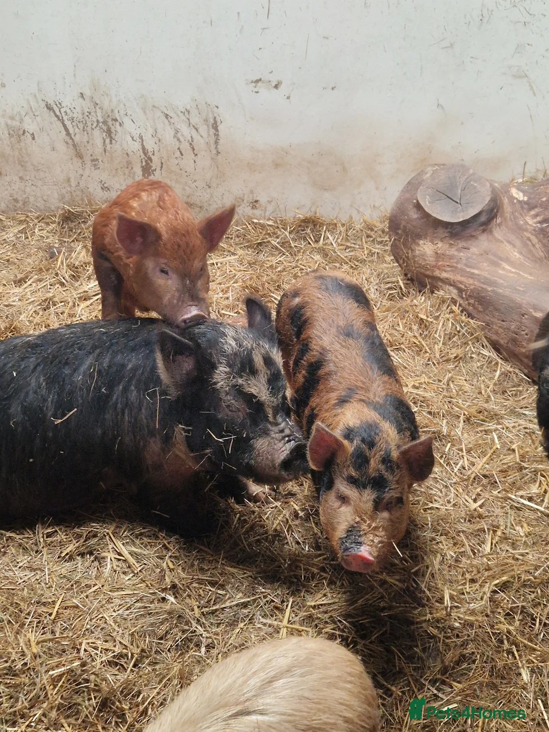 Pig livestock for sale: URGENT- 2X MALE PIGS - Advert 2