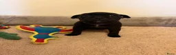 Staffordshire Bull Terrier dogs for sale: KC Reg/DNA Clear Brindle Staffordshire Puppies. - Advert 24
