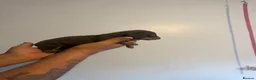 Miniature Dachshund dogs for sale: Miniature dachshund  - Advert 12