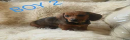 Miniature Dachshund dogs for sale: 🐕🐕3 miniature dashund puppy’s 🐕🐕 - Advert 4