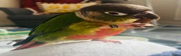 Conures birds for sale: Two Female Green Cheek Conures with Cage in Glasgow - Advert 3