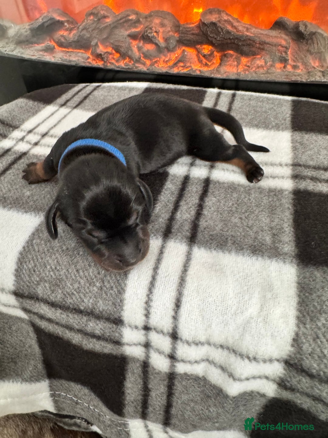 Miniature Dachshund dogs for sale: Stunning litter of miniature dachshund puppies  - Advert 8