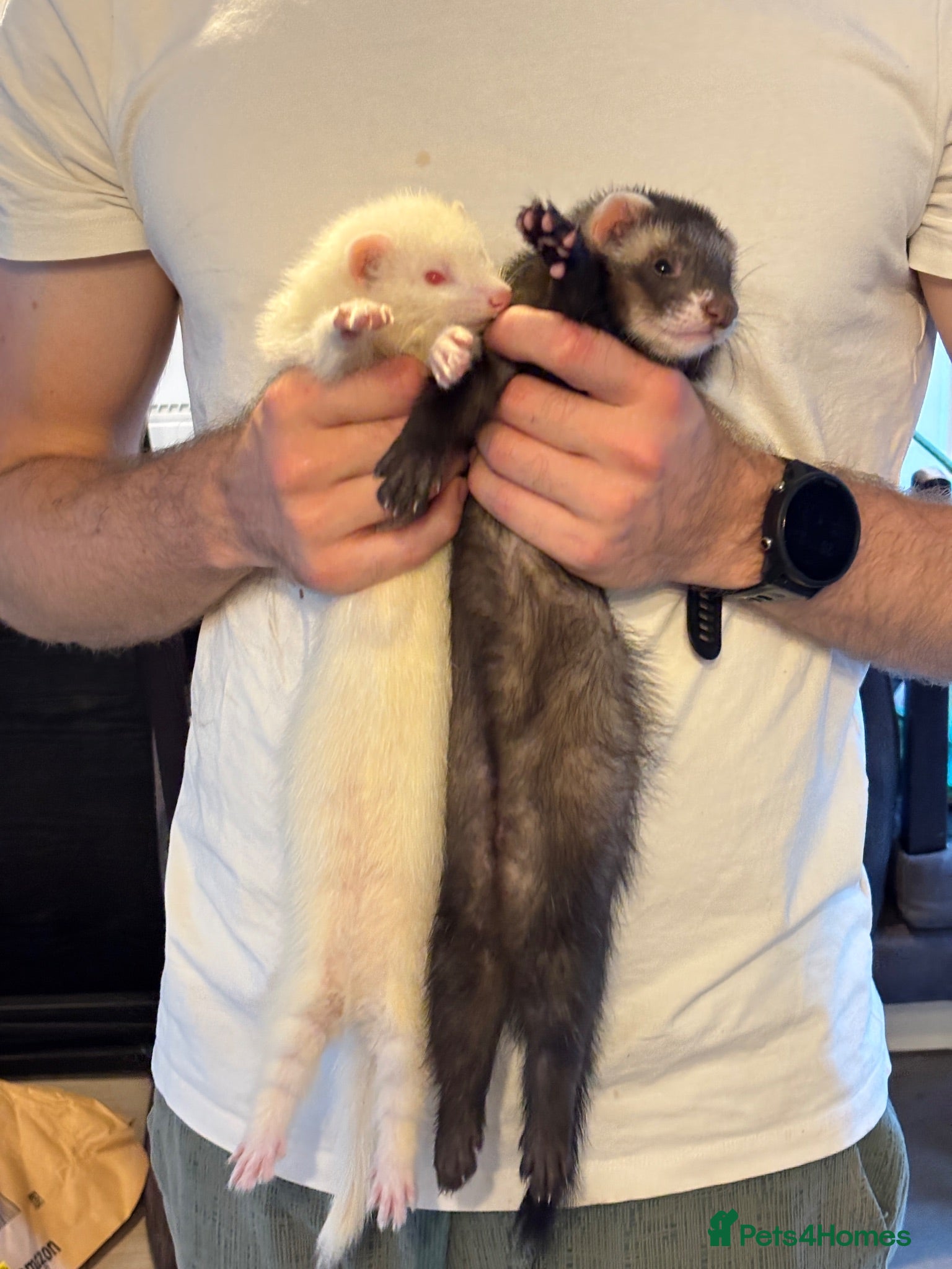Ferret rodents x2 Angora Ferrets - Advert 5