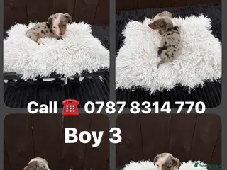 Miniature Dachshund dogs Dachshund puppies only 2 still available - Advert 5