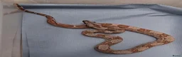Boa Snake reptiles for sale: Baby Boa constrictors  - Advert 3