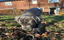 Cane Corso dogs for sale: *** 11 WEEK OLD PUPPY Cane corse boy 🥇 - Advert 2
