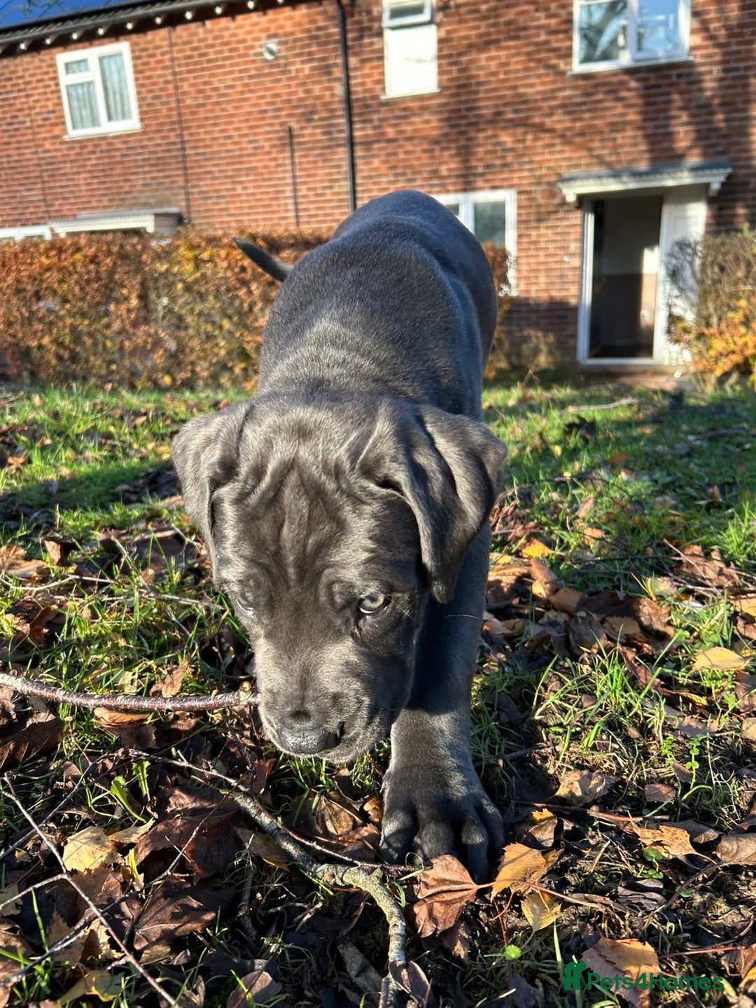 Cane Corso dogs for sale: *** 11 WEEK OLD PUPPY Cane corse boy 🥇 - Advert 2