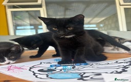 Mixed Breed cats for sale: Black Tux kitten - Image 2