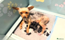 Mixed Breed dogs for sale: French yorkie (frorkie) puppies  - Image 15