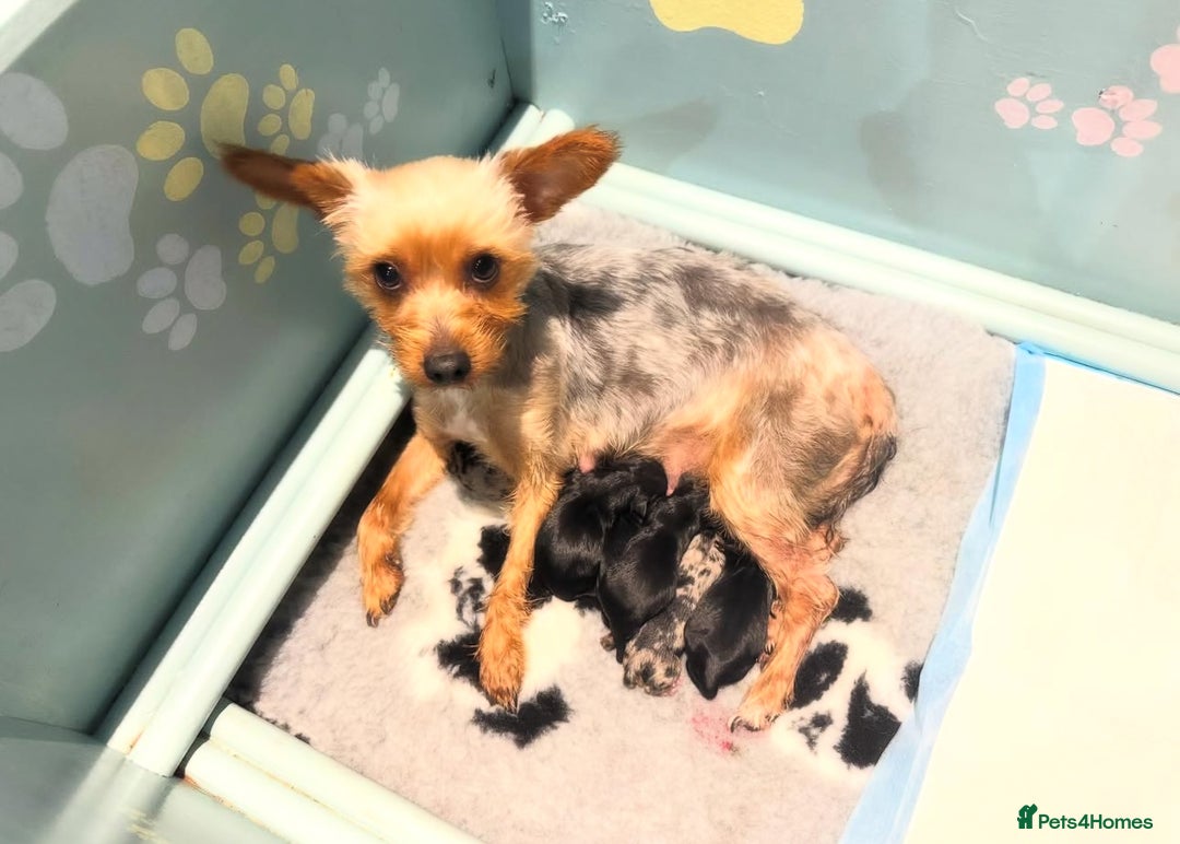 Mixed Breed dogs for sale: French yorkie (frorkie) puppies  - Image 15