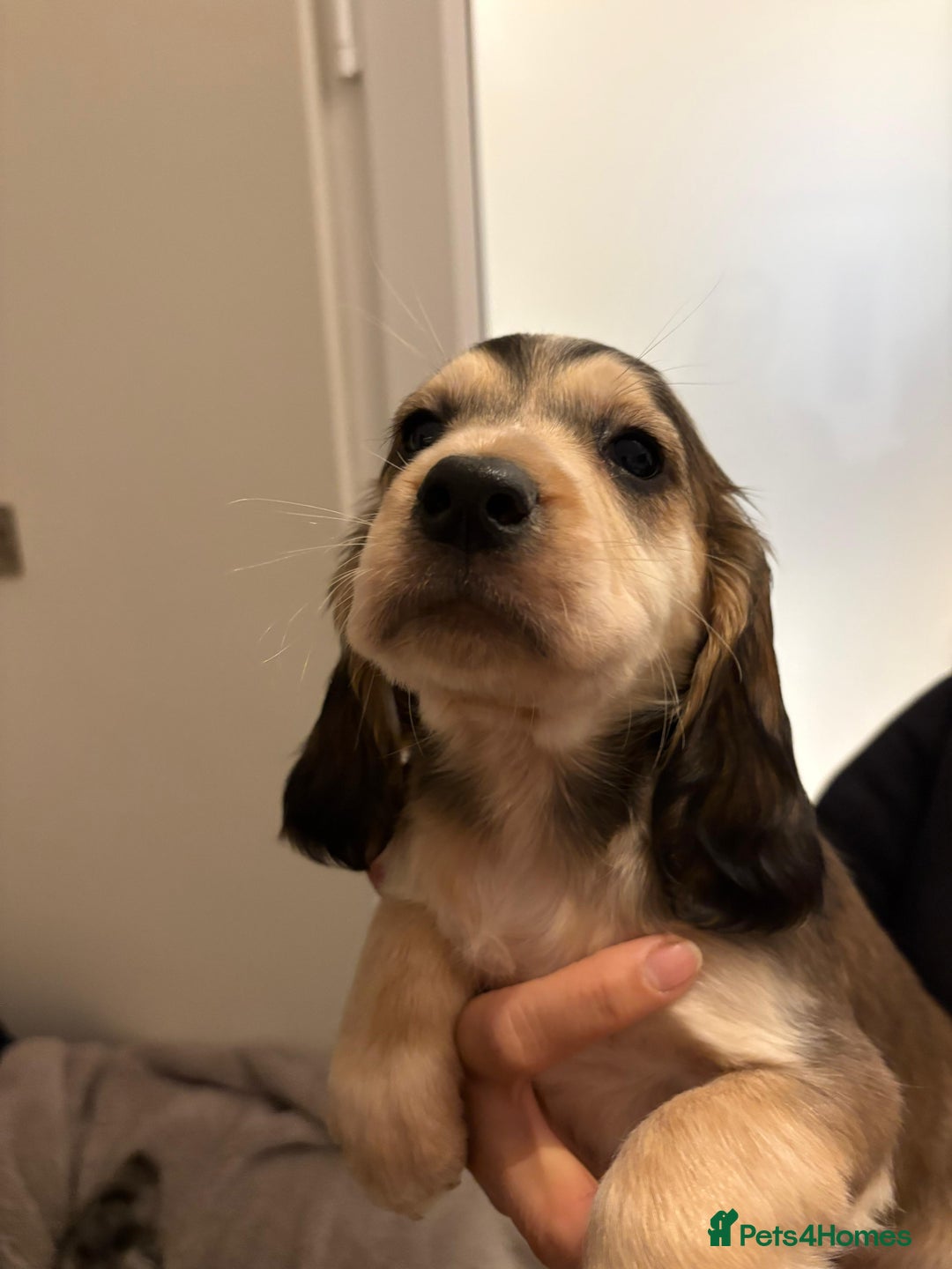 Cocker Spaniel dogs for sale: Show type KC and DNA health tested parents  - Advert 7