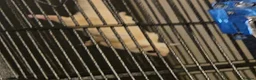 Sugar Glider rodents for sale: leucistic sugar gliders 1x male 1x female plusmore - Advert 5