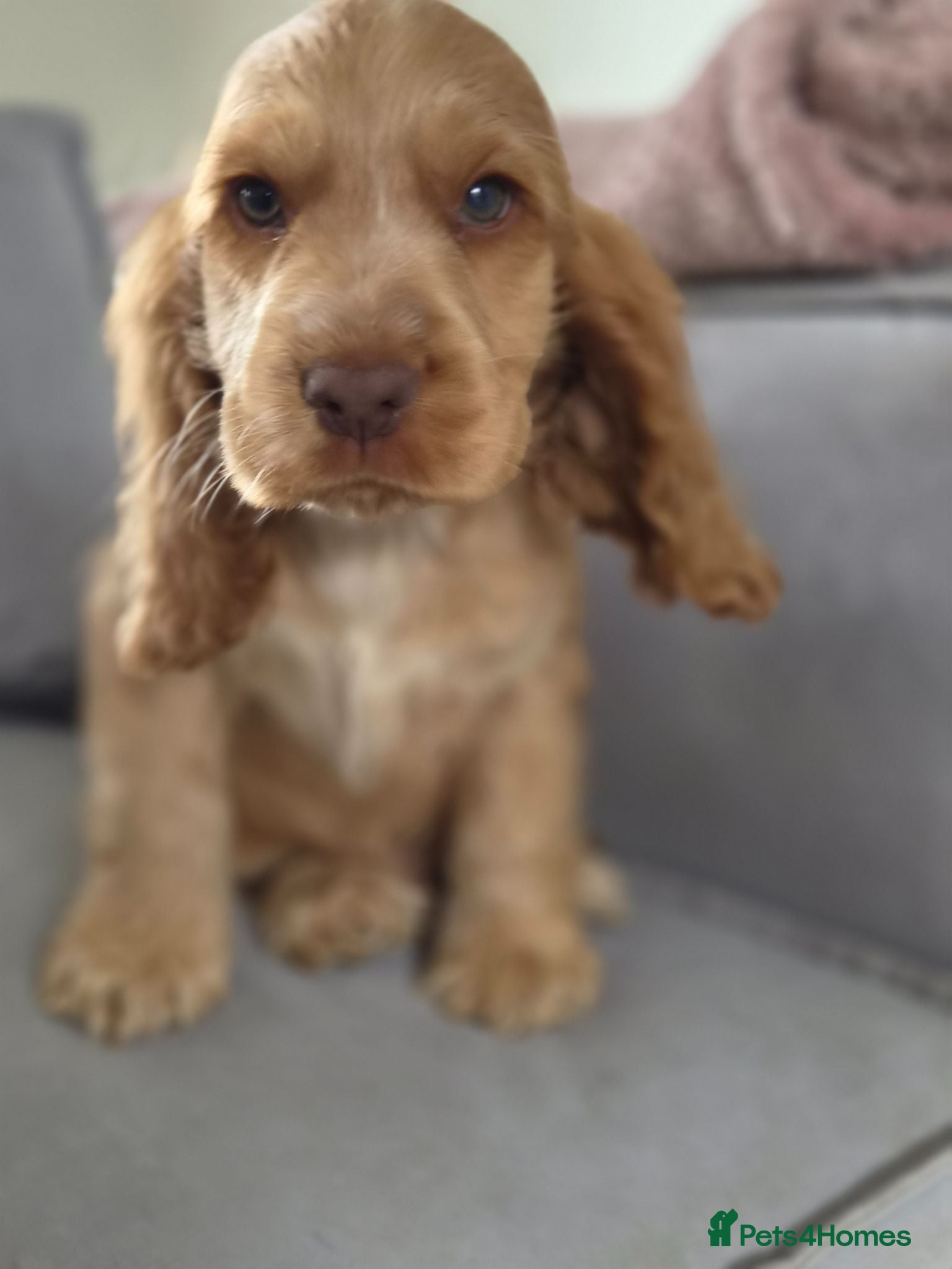 Cocker Spaniel dogs !!KC Registered Beautiful show Cocker Spaniels!!!  - Advert 8
