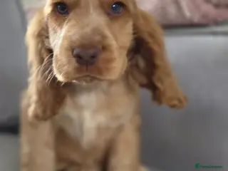 Cocker Spaniel dogs !!KC Registered Beautiful show Cocker Spaniels!!! - Advert 8