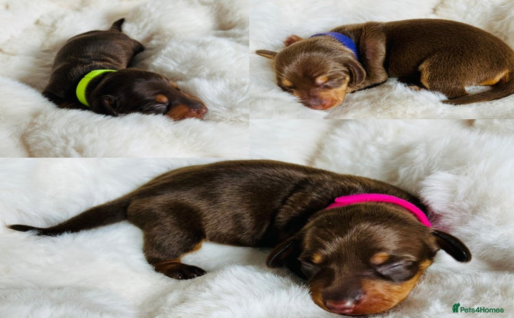 Miniature Dachshund dogs - Advert 10