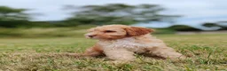 Mixed Breed dogs for sale: READY NOW Rare double coat sprockerpoo  - Advert 2