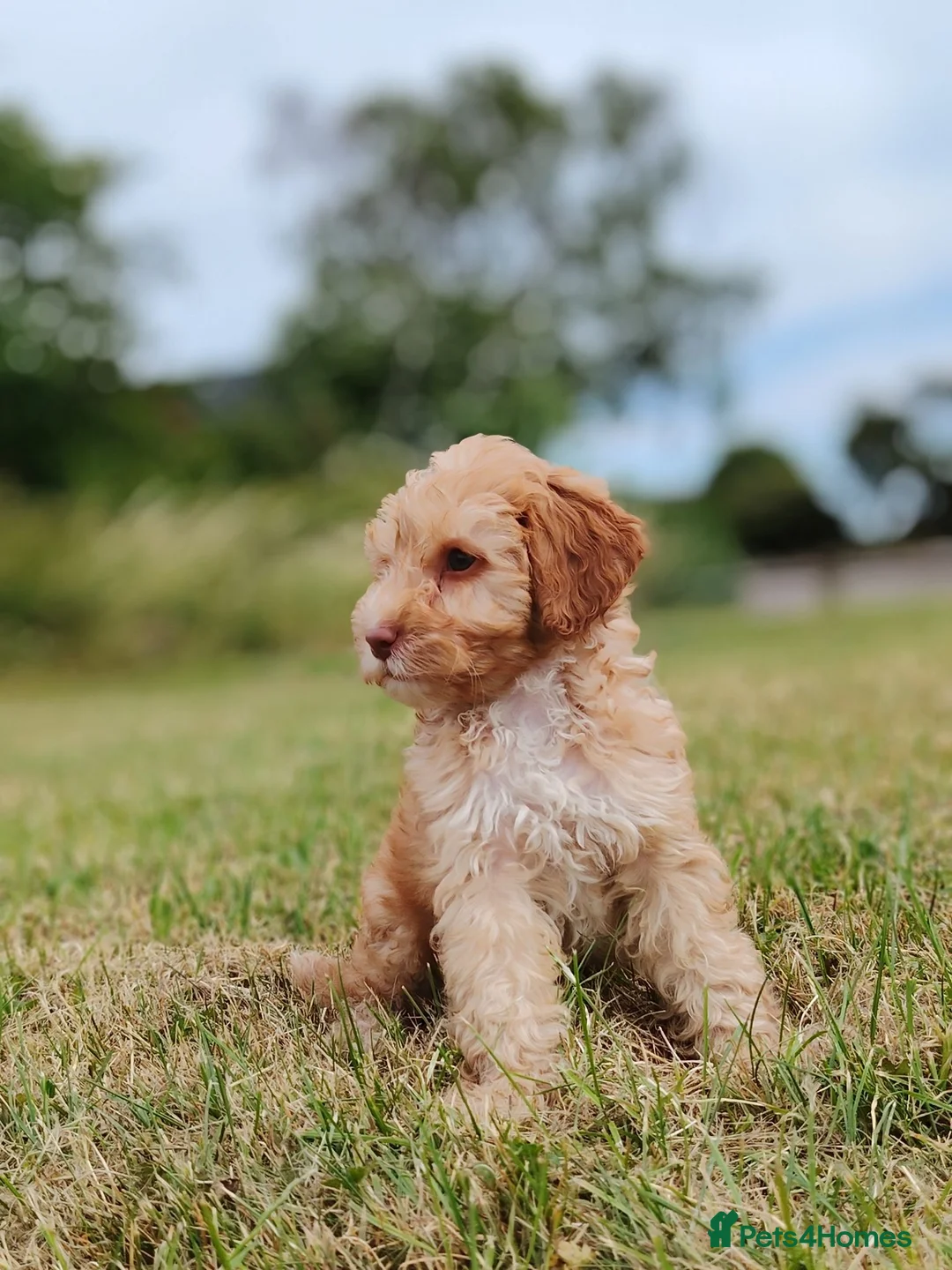 Mixed Breed dogs for sale: READY NOW Rare double coat sprockerpoo  - Advert 2