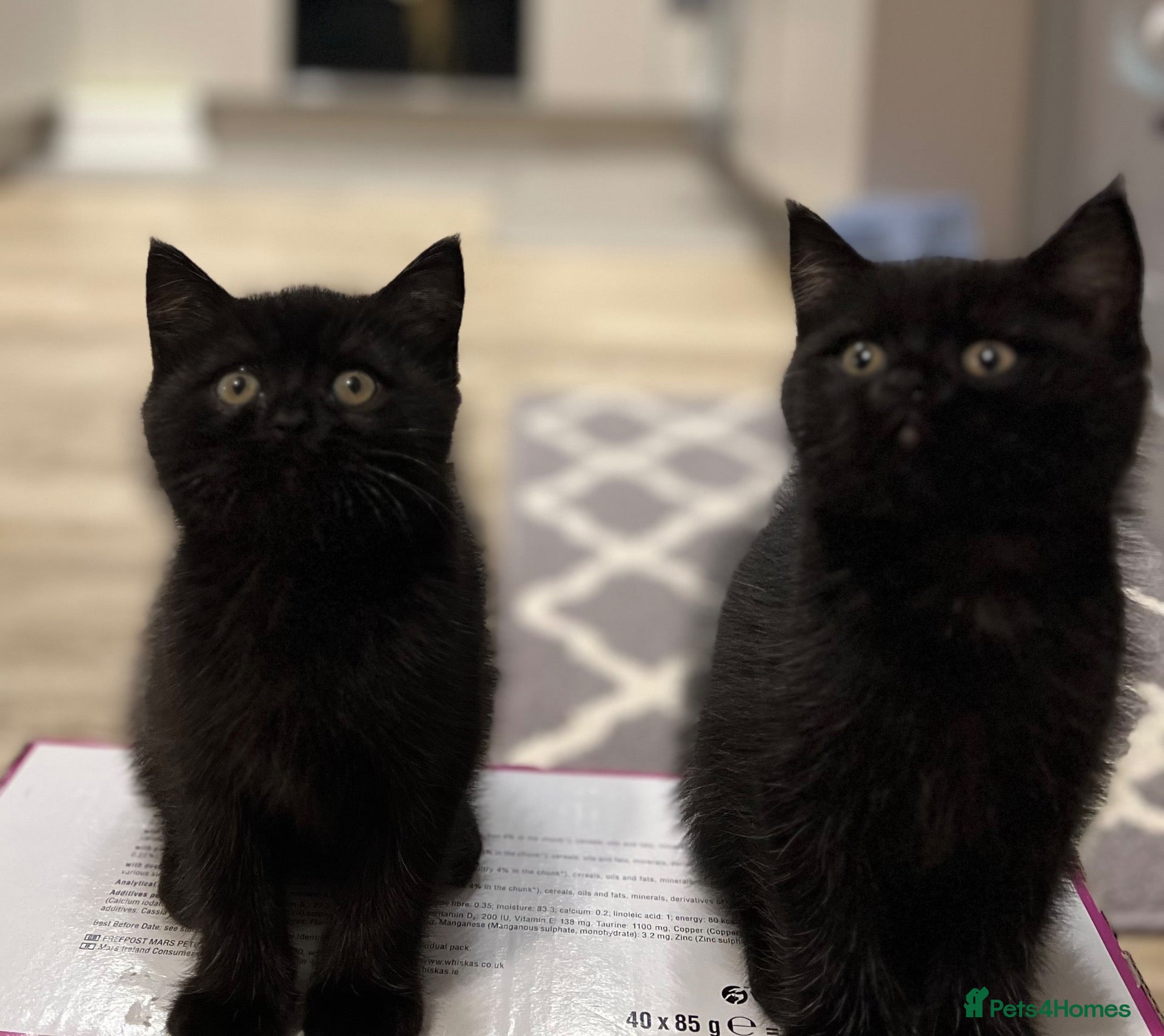 British Shorthair cats ✨ beautiful black/blue British Shorthair kittens✨ - Advert 5
