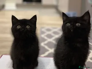 British Shorthair cats ✨ beautiful black/blue British Shorthair kittens✨ - Advert 5