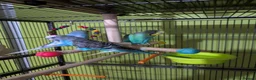 Budgerigars birds for sale: 6 budgie s - Advert 5