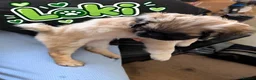 Pug dogs for sale: Very Rare long legged fluffy pugs in Hemel Hempstead - Advert 16