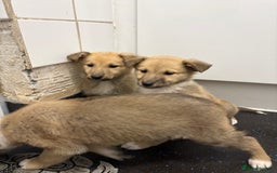 Mixed Breed dogs for sale:  German Shepherd x collie puppies for sale         - Image 1