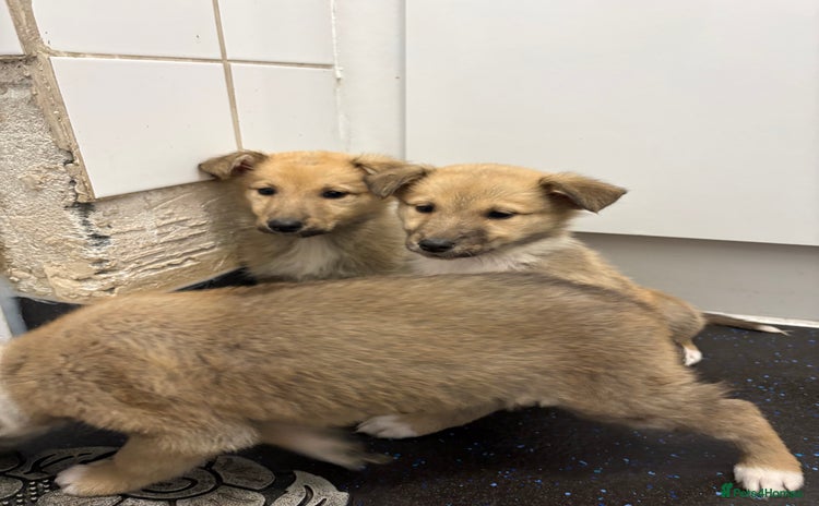 Mixed Breed dogs - Advert 4