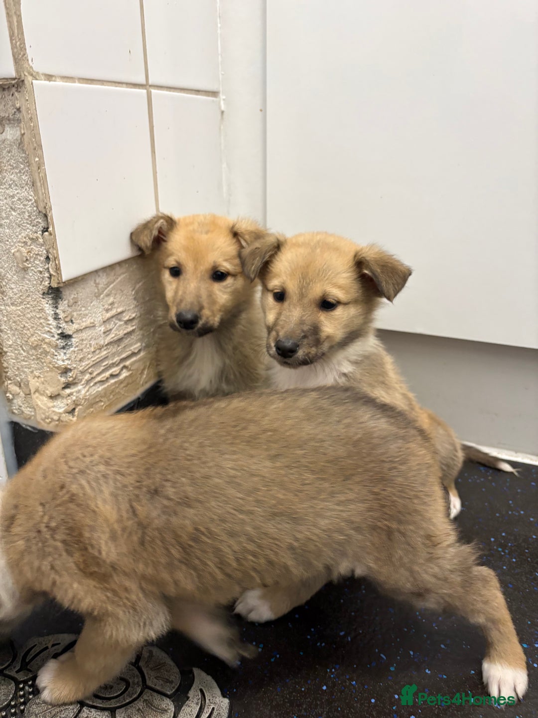 Mixed Breed dogs for sale:  German Shepherd x collie puppies for sale         - Image 1