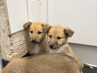 Mixed Breed dogs - Advert 26